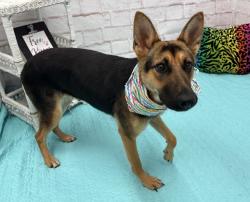 Shelter Stray Female Dog last seen Near BLOCK PREST ST, DETROIT, MI 48228, 7401 Chrysler Dr, Detroit, MI 48211, USA
