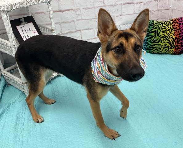 Shelter Stray Female Dog last seen Near BLOCK PREST ST, DETROIT, MI 48228, 7401 Chrysler Dr, Detroit, MI 48211, USA