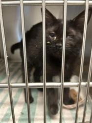 Shelter Stray Female Cat last seen ELON, 221 Stone Quarry Rd, Burlington, NC 27217, USA