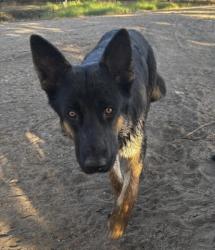 Shelter Stray Male Dog last seen Near COTTONWOOD RD, BAKERSFIELD CA 93307, 3951 Fruitvale Ave, Bakersfield, CA 93308, USA