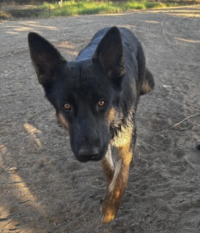 Shelter Stray Male Dog last seen Near COTTONWOOD RD, BAKERSFIELD CA 93307, 3951 Fruitvale Ave, Bakersfield, CA 93308, USA