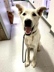 Shelter Stray Male Dog last seen Near BLOCK S VINELAND RD, BAKERSFIELD CA 93307, 3951 Fruitvale Ave, Bakersfield, CA 93308, USA