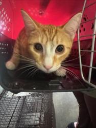 Shelter Stray Female Cat last seen , 1850 W 60th St, Los Angeles, CA 90047, USA