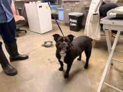 Shelter Stray Female Dog last seen , 14409 Vanowen St, Van Nuys, CA 91405, USA
