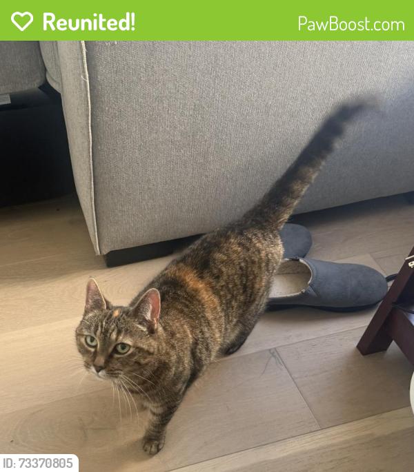 Reunited Female Cat last seen Between border and Livingston streets, near maverick square, Boston, MA 02128