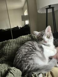 Lost Female Cat last seen Near 1st ave and Limberlost., Tucson, AZ 85719