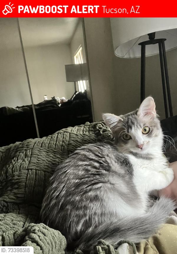 Lost Female Cat last seen Near 1st ave and Limberlost., Tucson, AZ 85719