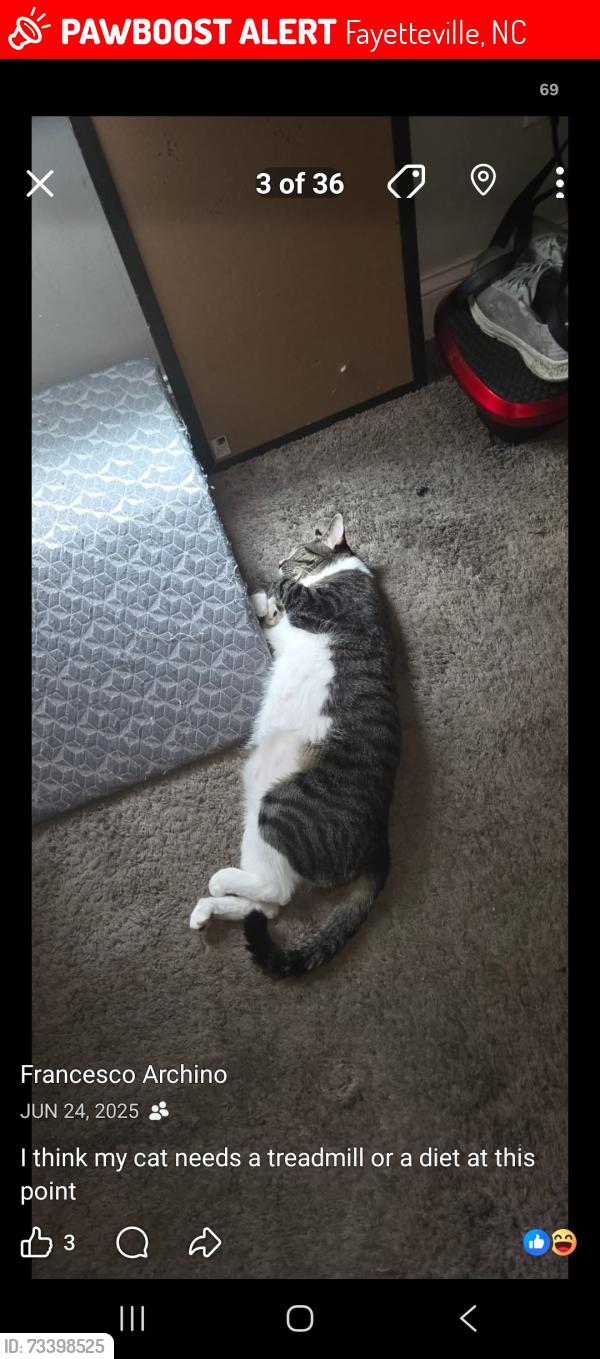 Lost Male Cat last seen Hunters ridge neighborhood, Fayetteville, NC 28311