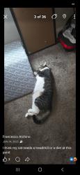 Lost Male Cat last seen Hunters ridge neighborhood, Fayetteville, NC 28311
