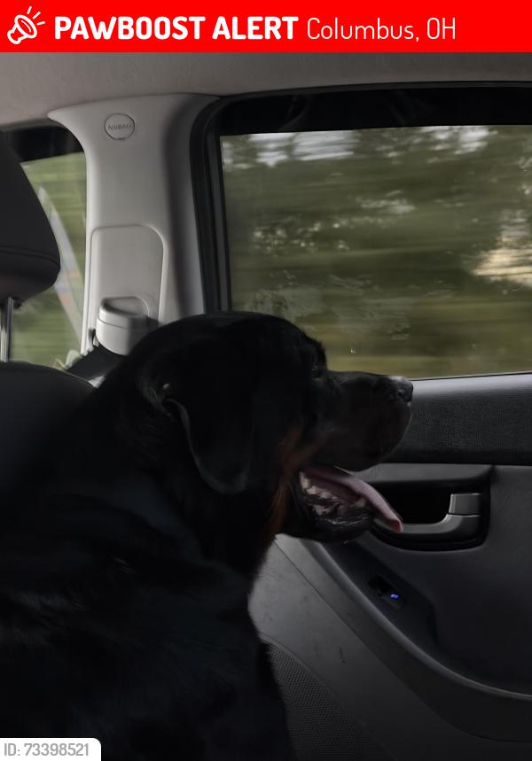 Lost Male Dog last seen West Columbud, Columbus, OH 43204