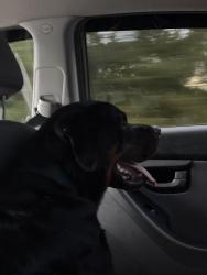 Lost Male Dog last seen West Columbud, Columbus, OH 43204