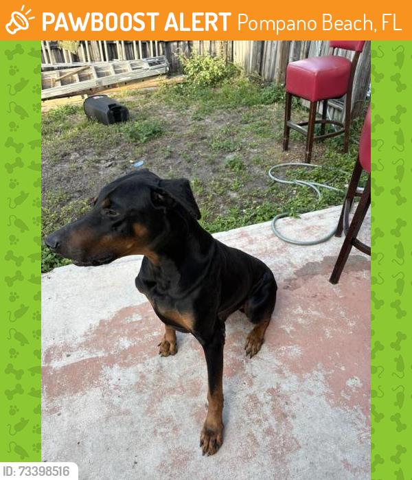 Found/Stray Male Dog last seen Near sw 17th ave, Pompano Beach, FL 33068
