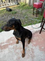 Found/Stray Male Dog last seen Near sw 17th ave, Pompano Beach, FL 33068