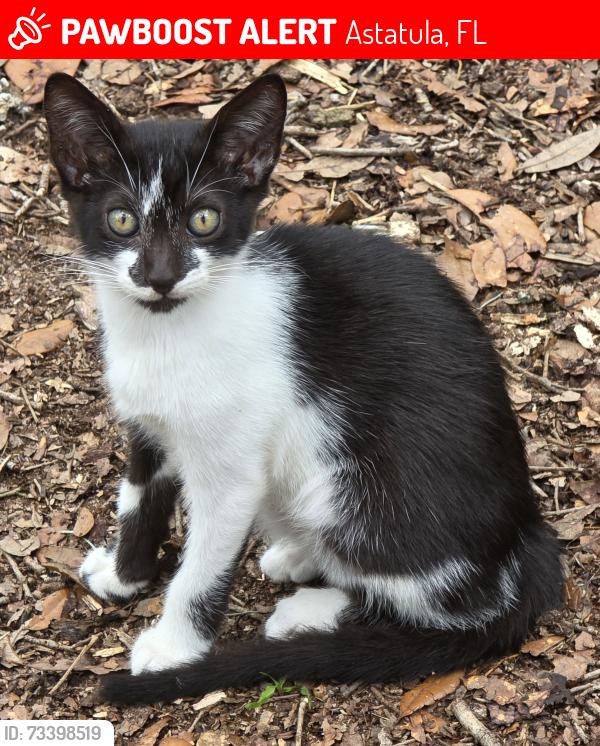 Lost Female Cat last seen 561/Monroe St, Astatula, FL 34705