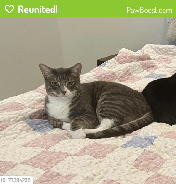 Reunited Male Cat last seen Near Donax Ave, Imperial Beach, CA 91932, USA, Imperial Beach, CA 91932