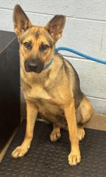 Shelter Stray Female Dog last seen Near STEPHENSON ROAD, 30058, GA, 3280 Chamblee Dunwoody Rd, Chamblee, GA 30341, USA
