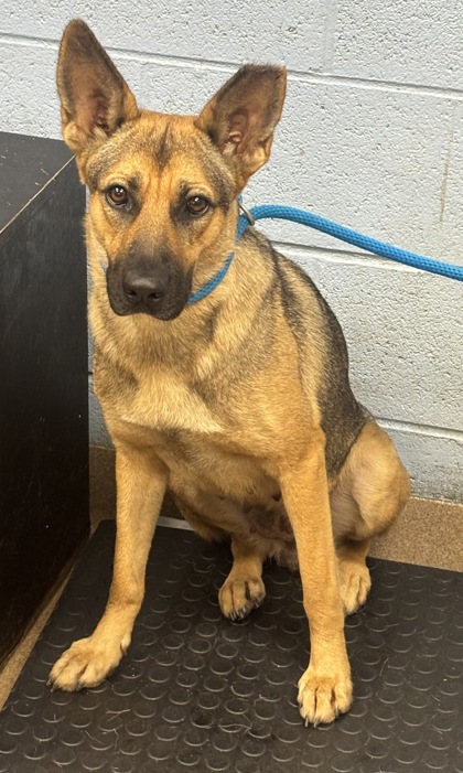 Shelter Stray Female Dog last seen Near STEPHENSON ROAD, 30058, GA, 3280 Chamblee Dunwoody Rd, Chamblee, GA 30341, USA