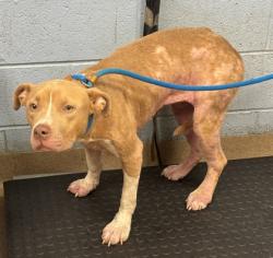 Shelter Stray Female Dog last seen Near cindy drive, 30032, GA, 3280 Chamblee Dunwoody Rd, Chamblee, GA 30341, USA