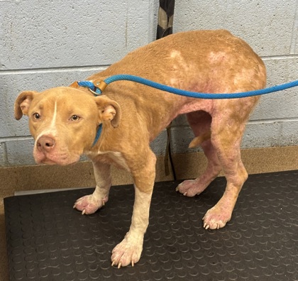 Shelter Stray Female Dog last seen Near cindy drive, 30032, GA, 3280 Chamblee Dunwoody Rd, Chamblee, GA 30341, USA
