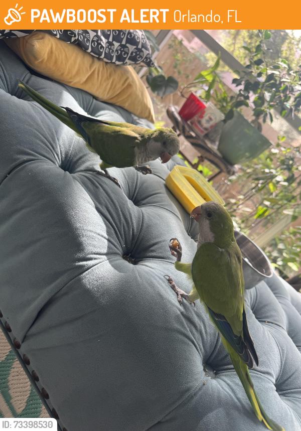 Found/Stray Unknown Bird last seen Arium Greenview, Orlando, FL 32836