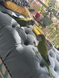 Found/Stray Unknown Bird last seen Arium Greenview, Orlando, FL 32836