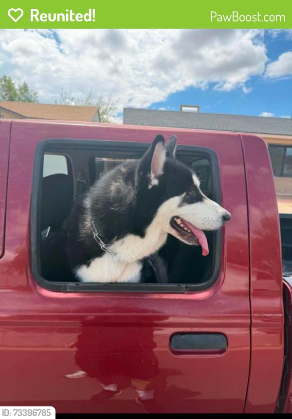 Reunited Male Dog last seen 38th Street & Greenway Rd, Phoenix, AZ 85032