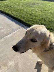 Found/Stray Female Dog last seen Piñon hills park, Victorville, CA 92307