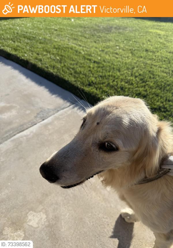 Found/Stray Female Dog last seen Piñon hills park, Victorville, CA 92307