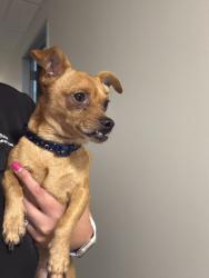 Found/Stray Male Dog last seen JPS hosp, Fort Worth, TX 76104