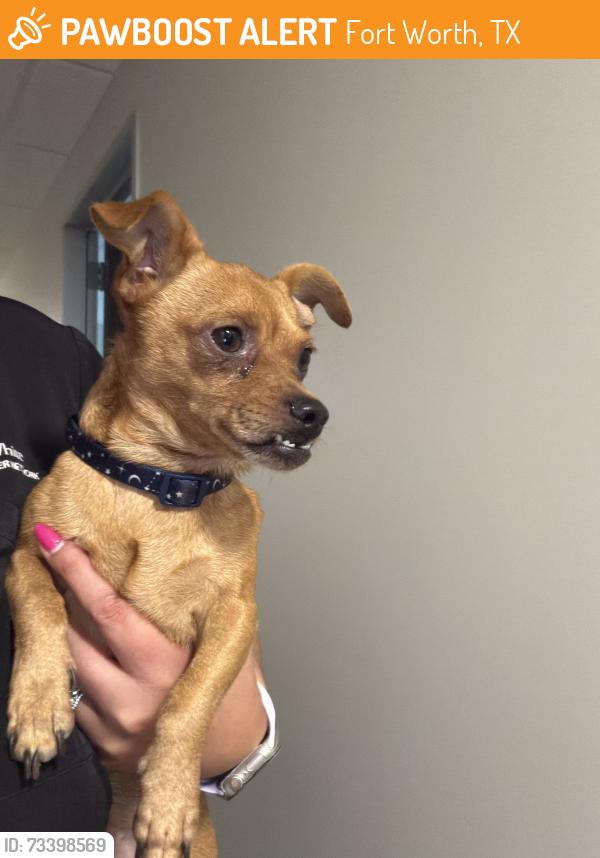 Found/Stray Male Dog last seen JPS hosp, Fort Worth, TX 76104