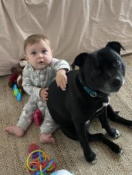 Reunited Female Dog last seen Ocean Gate and 135th St, Hawthorne, CA 90250