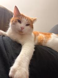Lost Female Cat last seen Winding wood Dr, Sayreville, NJ 08872