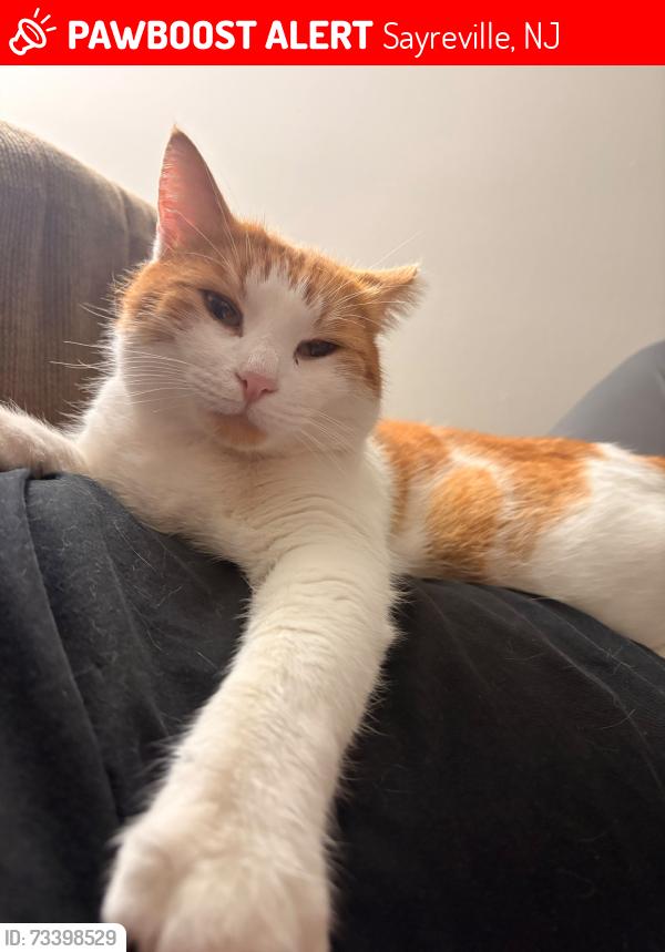 Lost Female Cat last seen Winding wood Dr, Sayreville, NJ 08872