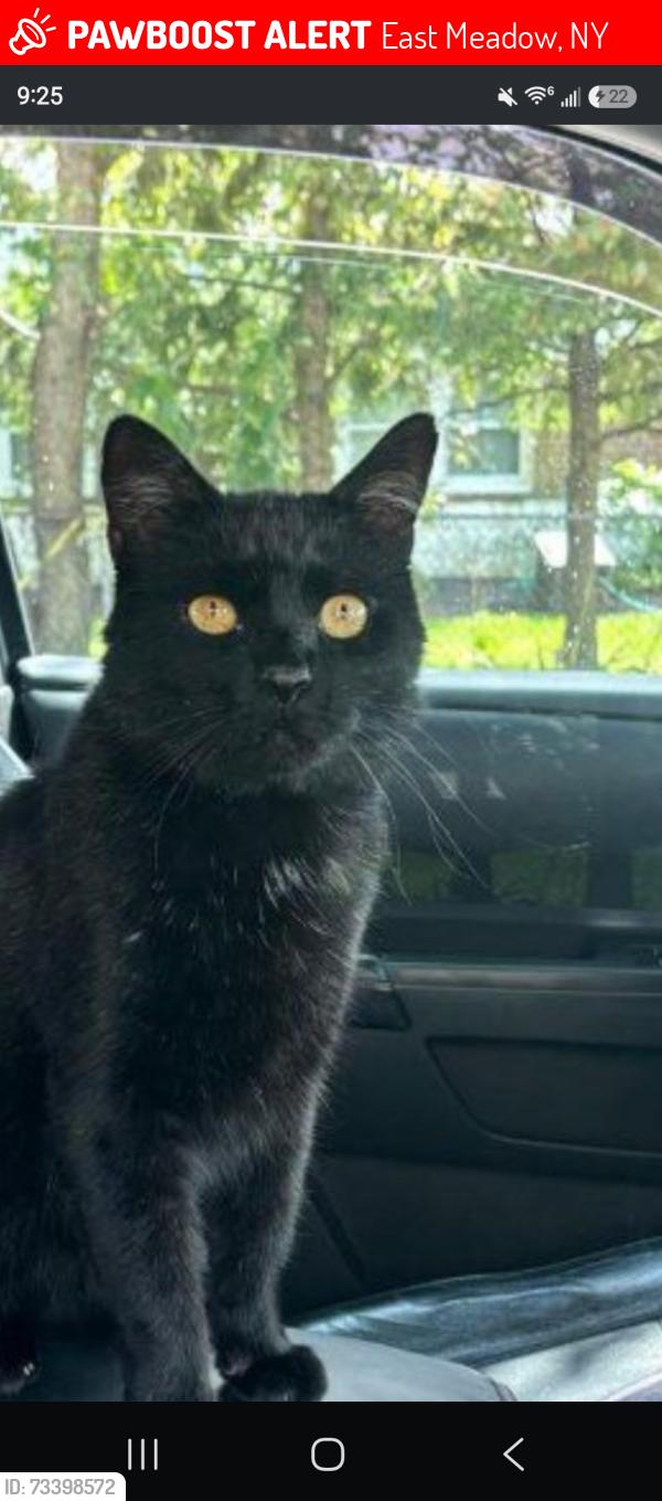 Lost Male Cat last seen 4,5,6,7th ave east meadow, East Meadow, NY 11554