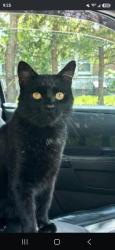 Lost Male Cat last seen 4,5,6,7th ave east meadow, East Meadow, NY 11554