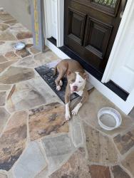 Found/Stray Male Dog last seen Off McKendree, Mooresville, NC 28117