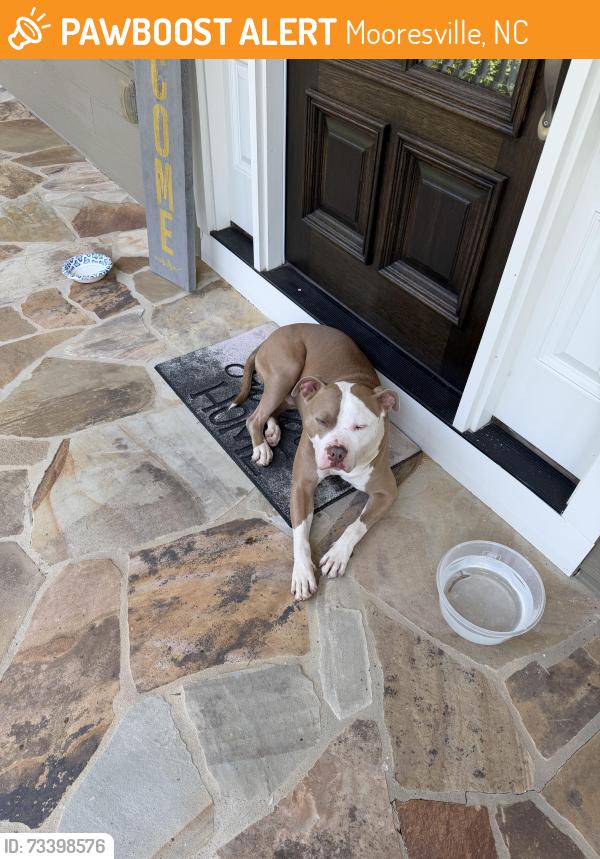 Found/Stray Male Dog last seen Off McKendree, Mooresville, NC 28117