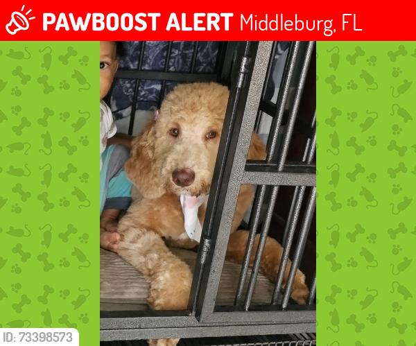 Lost Female Dog last seen Kindlewood, Middleburg, FL 32068