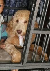 Lost Female Dog last seen Kindlewood, Middleburg, FL 32068