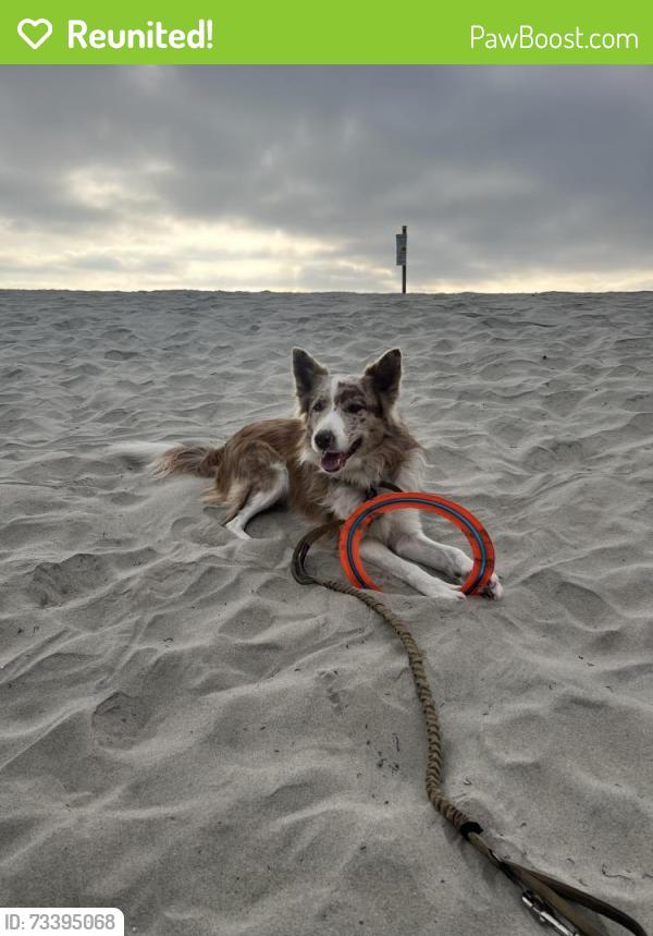 Reunited Male Dog last seen Lorena Lane, El Cajon, El Cajon, CA 92020