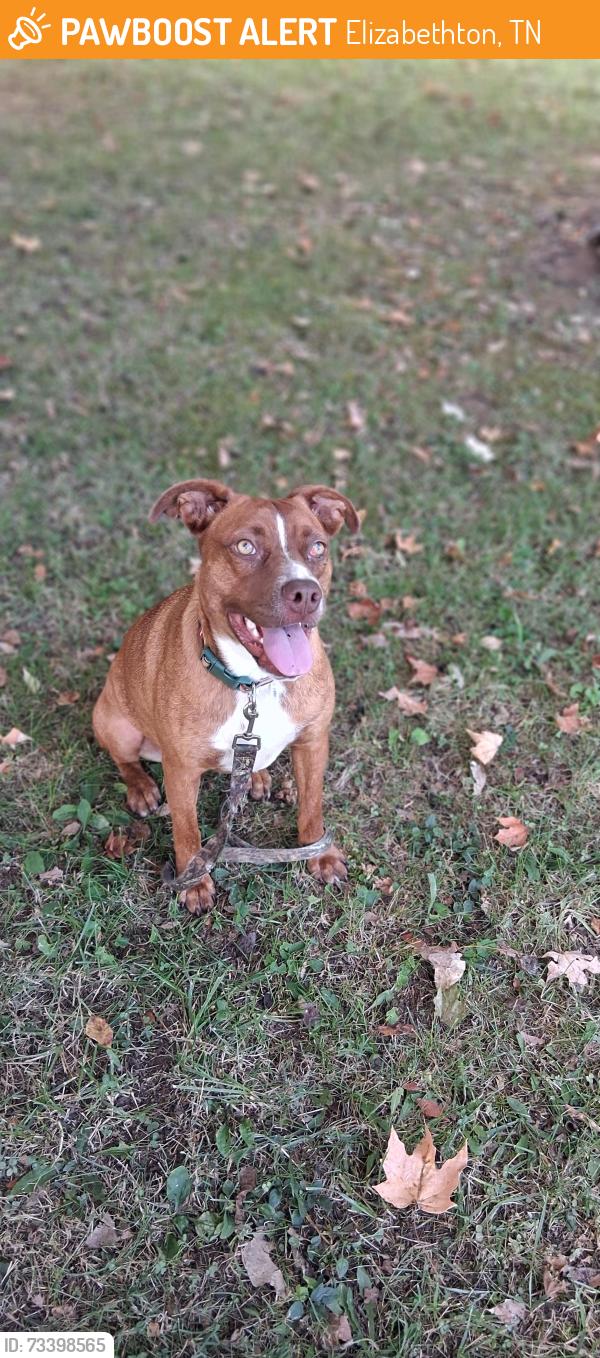 Found/Stray Male Dog last seen Siam Road, Elizabethton, TN 37643