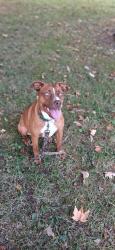Found/Stray Male Dog last seen Siam Road, Elizabethton, TN 37643
