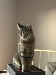 Lost Female Cat last seen Surrey lane (King Street), Burlington, ON 