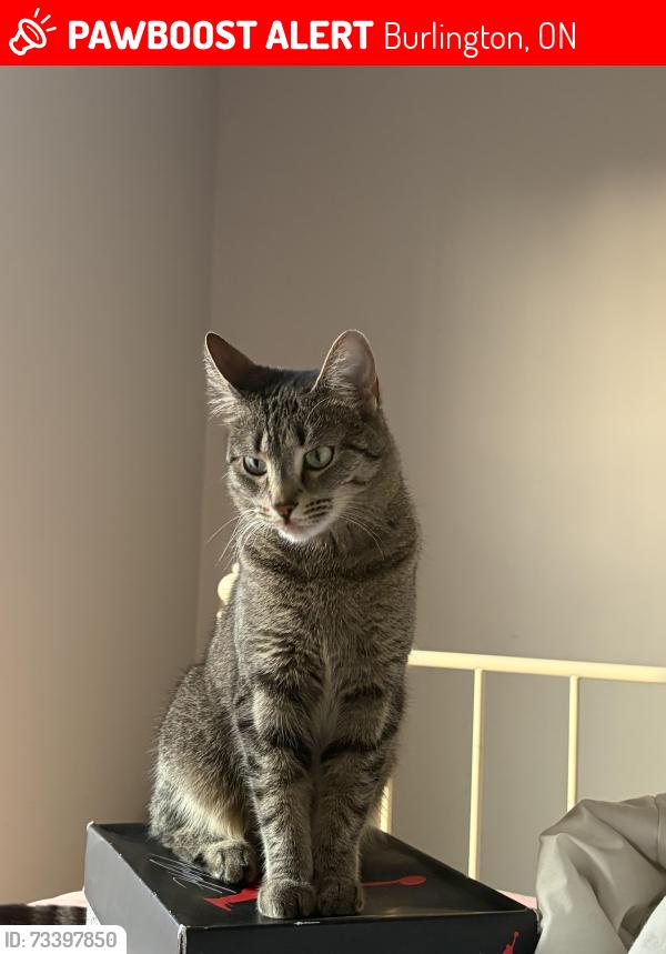 Lost Female Cat last seen Surrey lane (King Street), Burlington, ON 