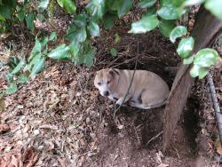 Reunited Unknown Dog last seen NE 80th Jonesmore, Portland, OR 97213