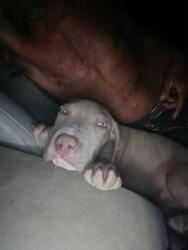 Lost Male Dog last seen Stagecoach Road and Leisure landing, Rancho Tehama Reserve, CA 96029