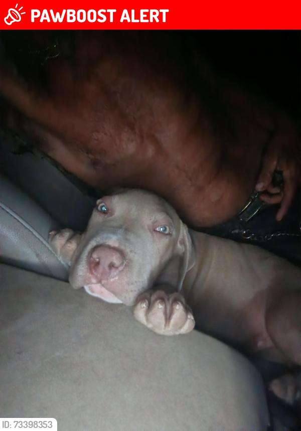 Lost Male Dog last seen Stagecoach Road and Leisure landing, Rancho Tehama Reserve, CA 96029