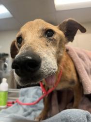 Shelter Stray Male Dog last seen 49th Street, San Diego, CA, 92115, 5500 Gaines St, San Diego, CA 92110, USA