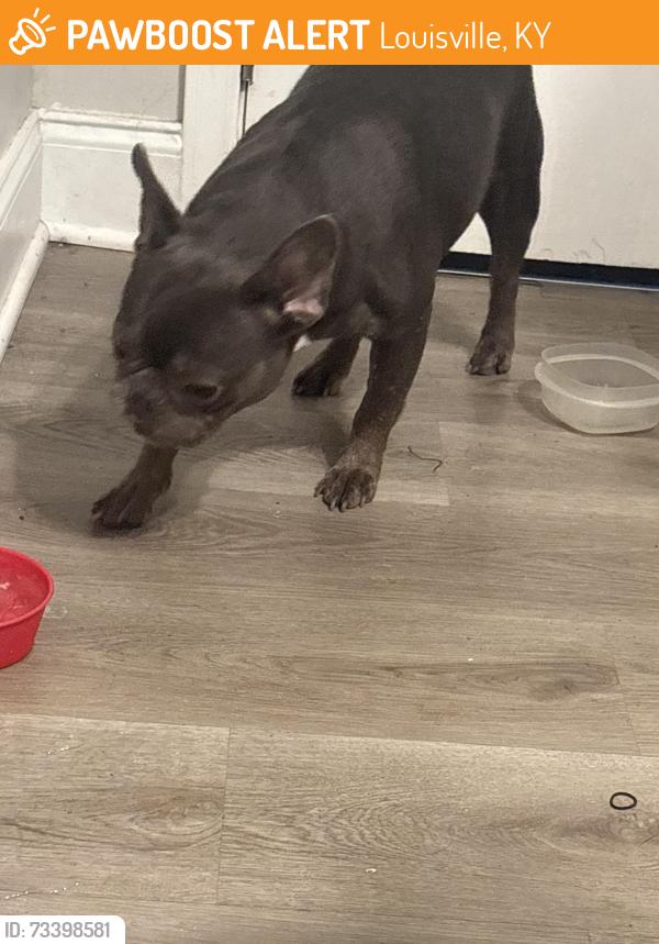 Found/Stray Female Dog last seen hse, Louisville, KY 40219