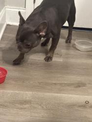 Found/Stray Female Dog last seen hse, Louisville, KY 40219
